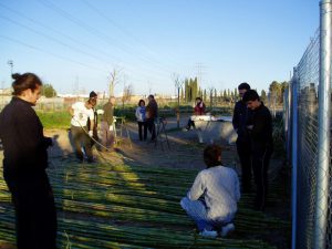 Més informació sobre l'article Taller de bioconstrucció amb canyes