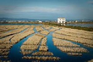 Més informació sobre l'article LA MARJAL VIVA DE LA TARDOR