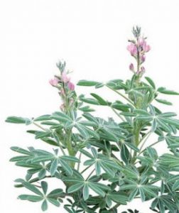 Més informació sobre l'article Flora de la Vall dels Alcalans Guia de les Plantes que creixen a Montroy, Real i Montserrat M. Ángeles Codoñer Santamans Simón Fos Martín