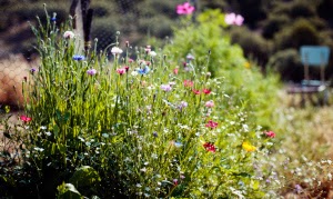 Més informació sobre l'article Cuidar i curar amb plantes