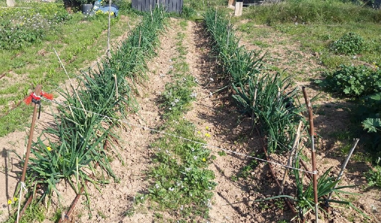 Més informació sobre l'article 14 de març COLLITA DE CALÇOTS I ESMORZAR